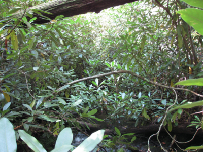 Rhododendron shrubs leave no space left unfilled as its branches stretch over the forest floor and streams. Photo credit: Maura Dudley.