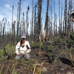 Mel Boyd measures the remnants of burned shrubs along a transect line across the Shovel Creek fire scar near Fairbanks, Alaska.