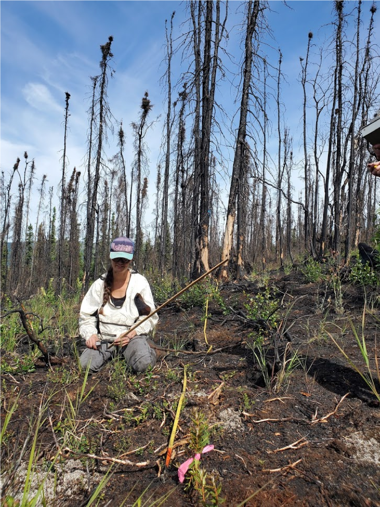 Mel Boyd measures the remnants of burned shrubs along a transect line across the Shovel Creek fire scar near Fairbanks, Alaska.