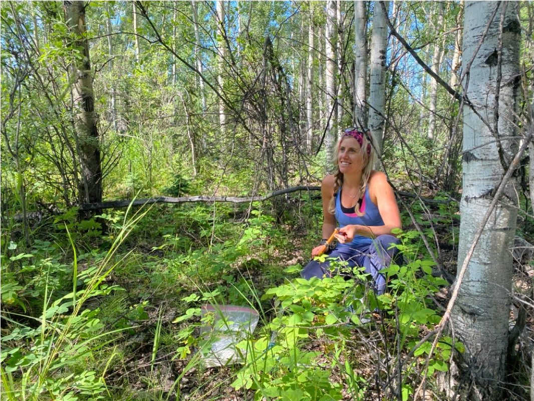 Xanthe Walker organizes tree cores while sampling in the 1987 burn near Delta Junction, Alaska.