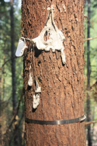 Close up of melted tree label on burned tree