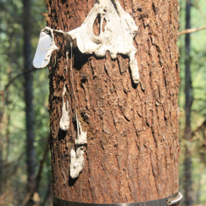 Close up of melted tree label on burned tree