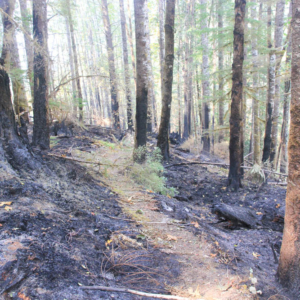 Aftermath of Holiday Fire in Watershed 1
