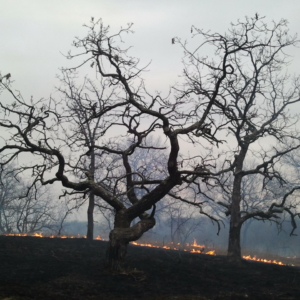 A controlled burn in Cedar Creek oakland
