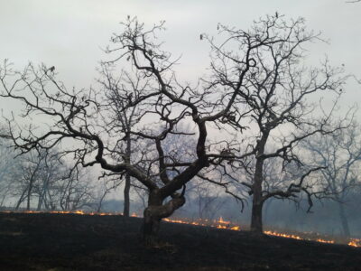 A controlled burn in Cedar Creek oakland