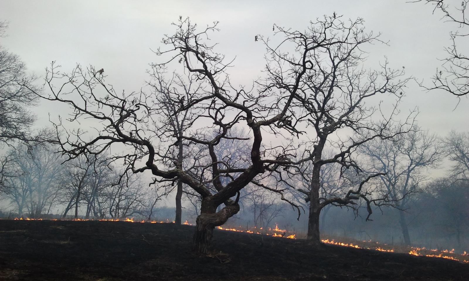 A controlled burn in Cedar Creek oakland