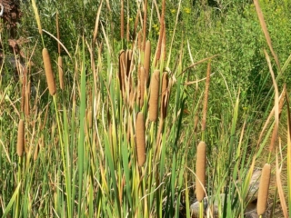 Wetland grass species that are part of Marinas study