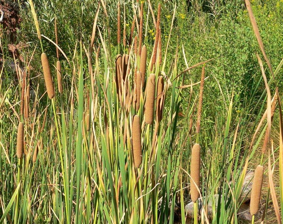 Wetland grass species that are part of Marinas study
