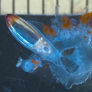 Siphonophore under microscope