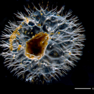 Radiolaria under microscope