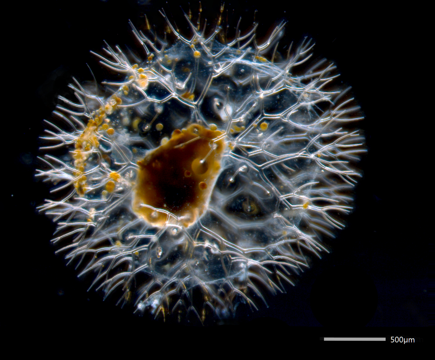 Radiolaria under microscope