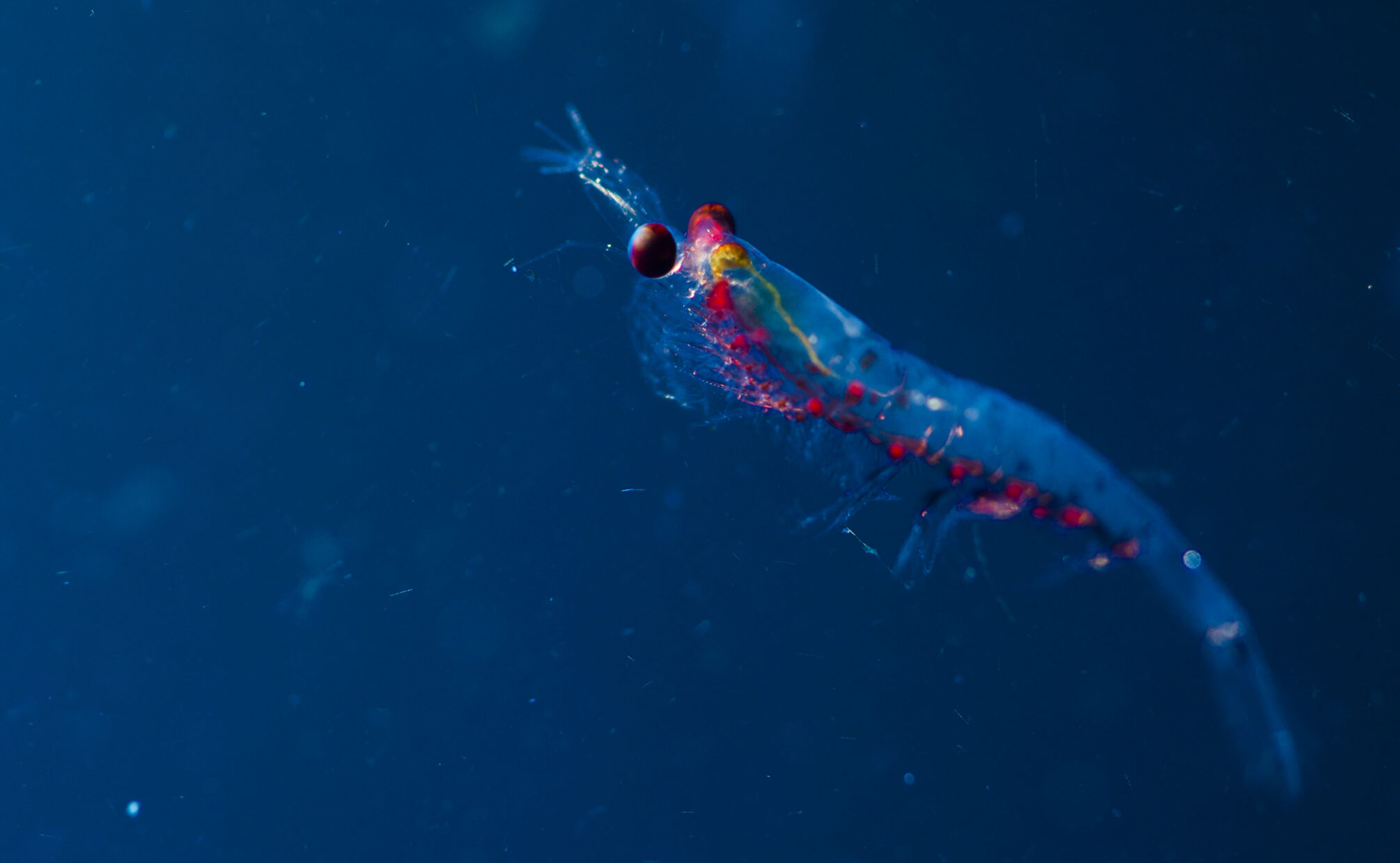 glowing blue shrimp-like organism