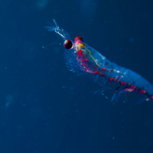 glowing blue shrimp-like organism