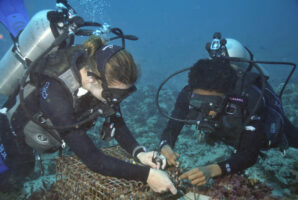 two divers work on a small-mesh cage on an underwater reef