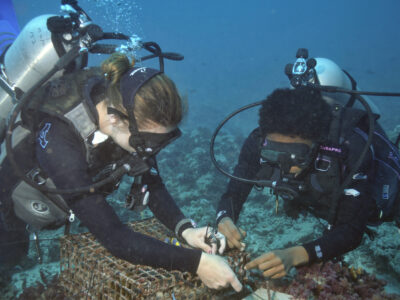 two divers work on a small-mesh cage on an underwater reef