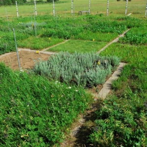 square plots of diverse herbs and shrubs