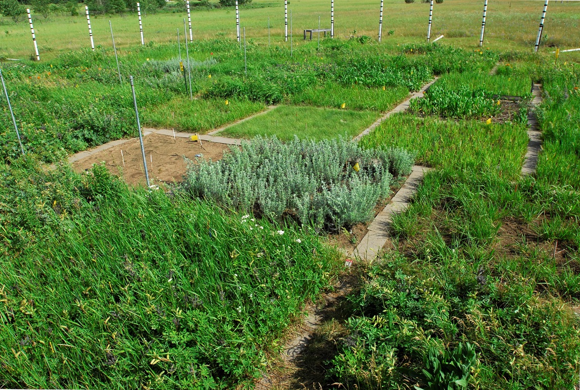 square plots of diverse herbs and shrubs