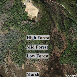 Aerial photograph of forest with increasing numbers of dead trees closer to the marsh