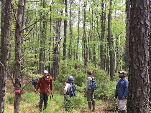 researchers perusing an open forested landscape
