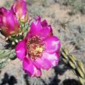 The Desert in Sync: In the Chihuahuan Desert, plants and pollinators coordinate to survive