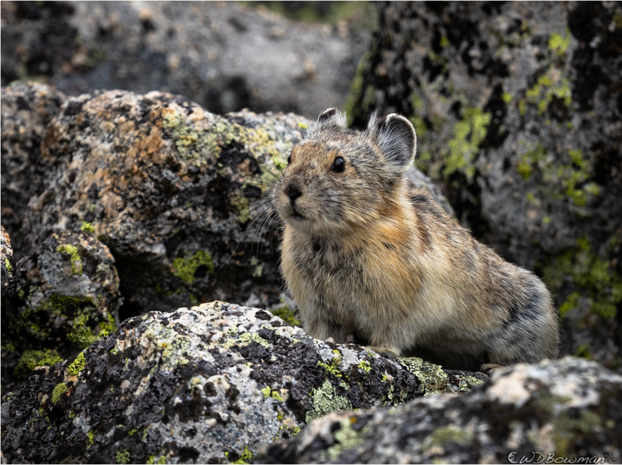 Pika enthusiasts unite under a common theme - LTER