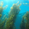 Climate change makes kelp less nutritious