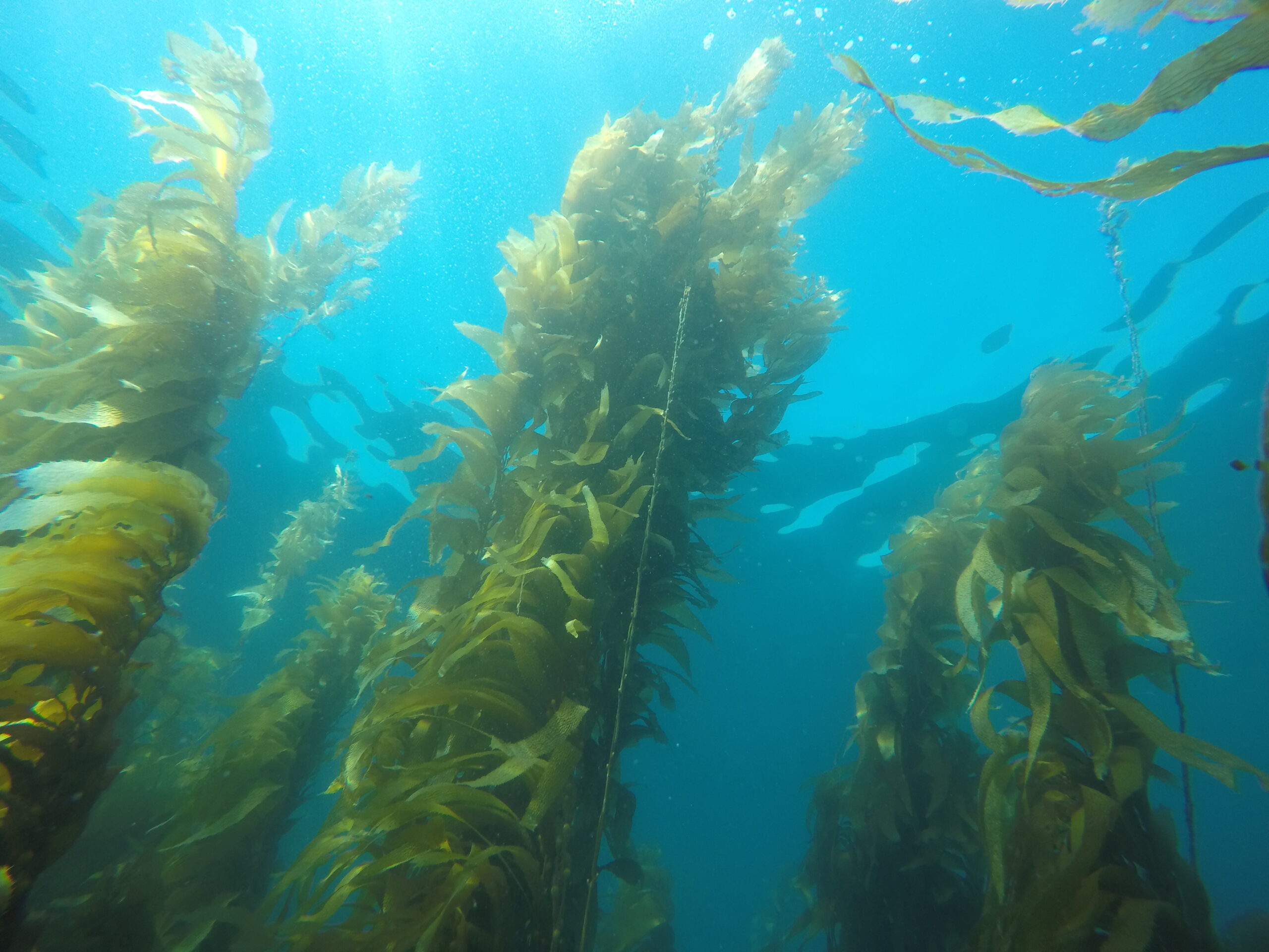 Resources :: 44c Kelp Forest Pane of ten