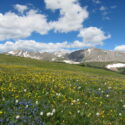 It’s not the plants: nitrogen directly affects alpine soil microbes