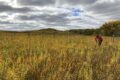 A researcher takes samples surrounded by golden prairie.