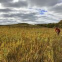 Historical irrigation leaves long lasting legacies on the prairie