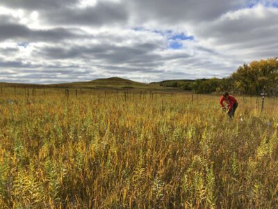 A researcher takes samples surrounded by golden prairie.