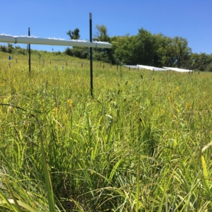 A rainfall exclusion shelter, consisting of a white tarp supported by four stakes above the prairie, sits to the left of the image. Verdant grassland fills the frame, with faraway exclusion shelters visible in the distance.