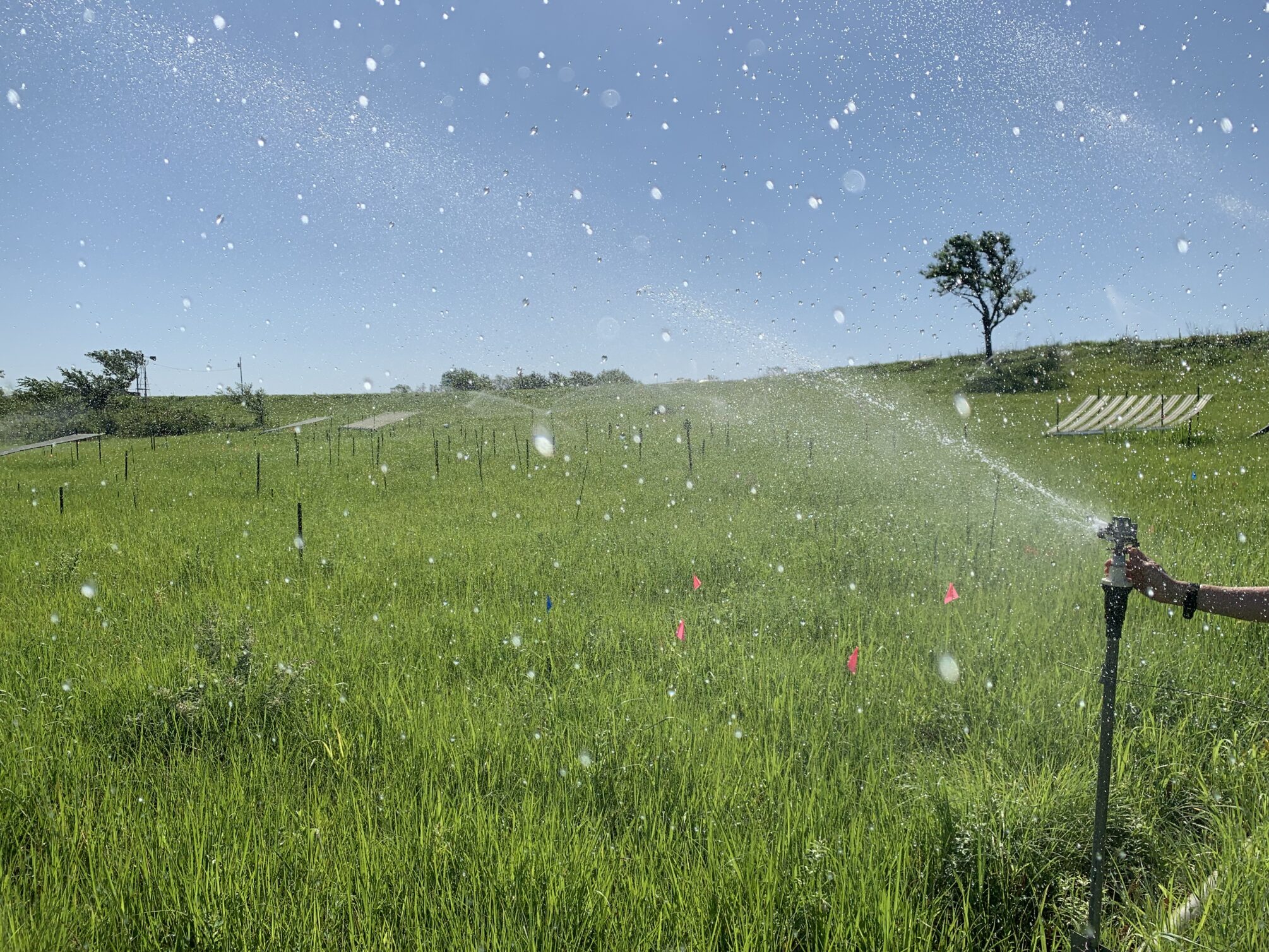 A sprinkler rises above the green tallgrass prairie, spraying water everywhere.