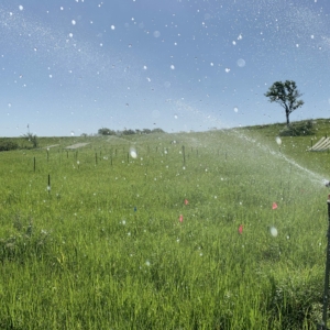 A sprinkler rises above the green tallgrass prairie, spraying water everywhere.