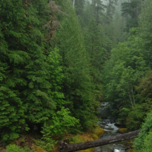 A creek flows an old growth forest