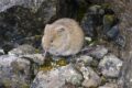 A vole, a small tan rodent, sits among rocks