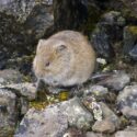 Expanding the “bio” in biogeochemical modeling: including voles in arctic climate models