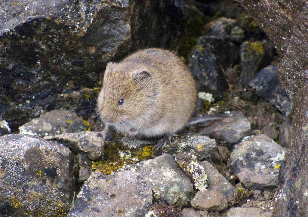 A vole, a small tan rodent, sits among rocks