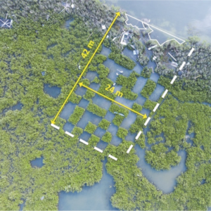 An aerial image of mangroves, with an overlaid white outline of an experimental plot. The experimental plot has sections of mangroves removed in a checkerboard pattern, revealing blue water. The plot measures 42 meters by 24 meters, according to the overlay.