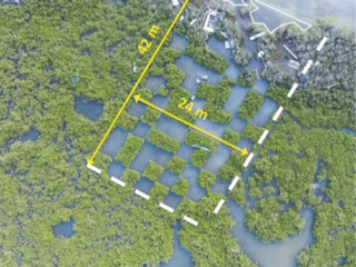 An aerial image of mangroves, with an overlaid white outline of an experimental plot. The experimental plot has sections of mangroves removed in a checkerboard pattern, revealing blue water. The plot measures 42 meters by 24 meters, according to the overlay.
