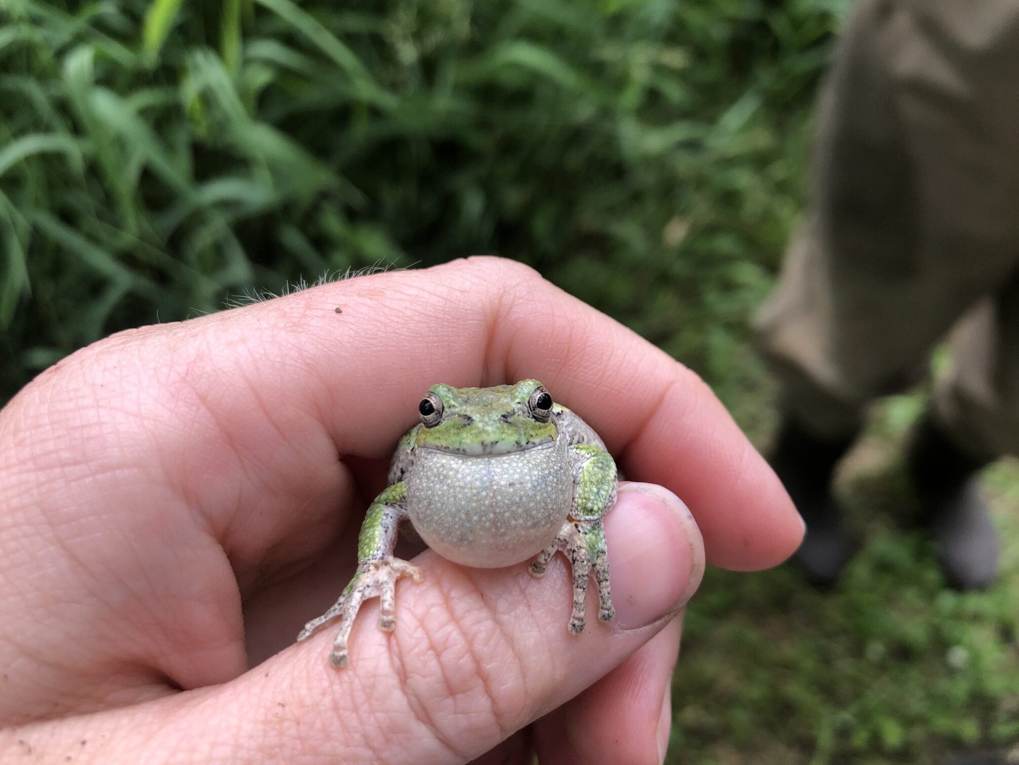 Urban ponds help amphibians thrive in cities - LTER