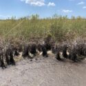 Taking it to the park: mapping sawgrass vulnerability to peat collapse in the Florida Everglades