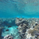 Do fish graze the way for coral recovery?