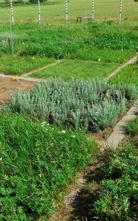 square plots of diverse herbs and shrubs