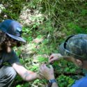 Researchers examining understory plants