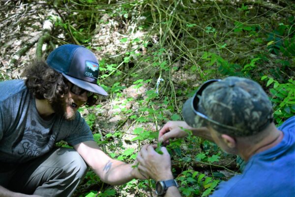 Researchers examining understory plants