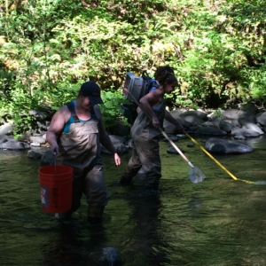 two researchers wading knee deep in a stream with nets.