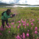 Arctic LTER: Fertilization, fire and plant community change