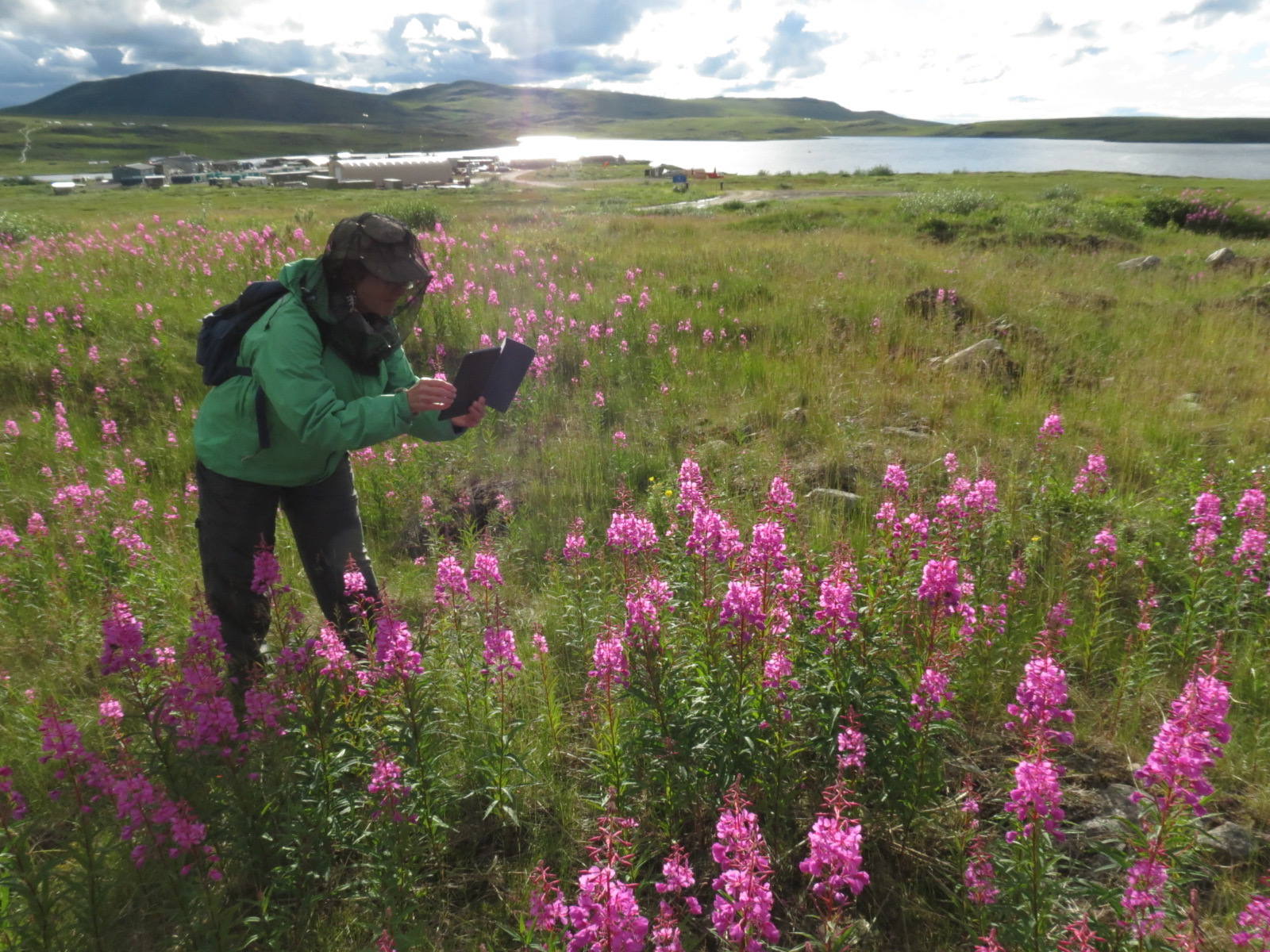 researcher in a hednet photographs a field of lupine, overlooking the camp and the lake