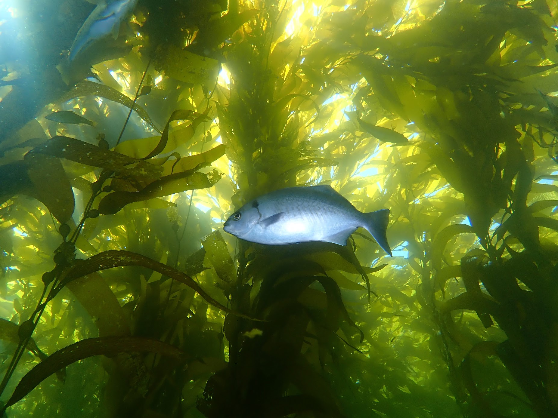 fish swimming through kelp forest
